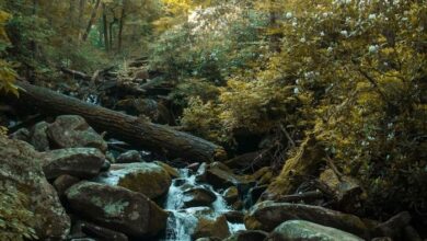 Program to Re-Vegetate Residential Streamsides
