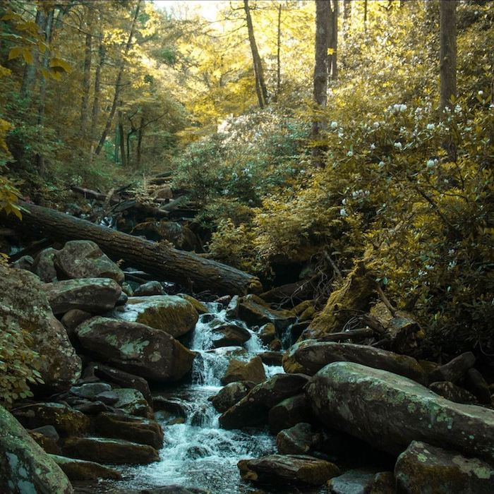 Program to Re-Vegetate Residential Streamsides