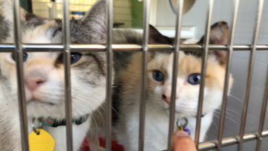 PAWS of Rutherford County Pets for Adoption November 9, 2020
