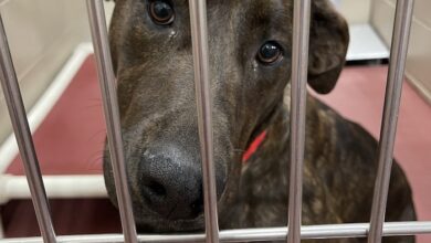 PAWS of Rutherford County Pets for Adoption December 2, 2020