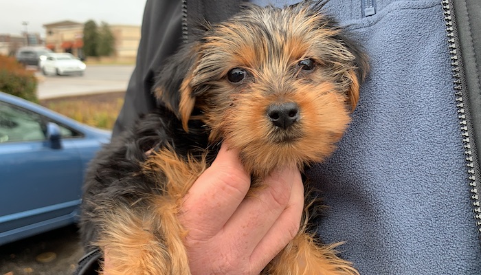 Stolen Yorkie from Petland Murfreesboro