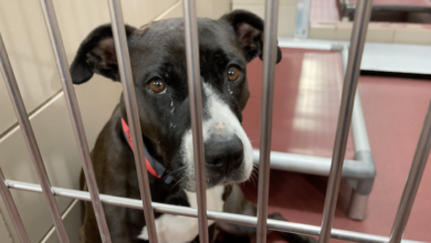 PAWS of Rutherford County Pets for Adoption June 17, 2021