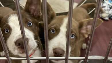 PAWS of Rutherford County Pets for Adoption June 3, 2021