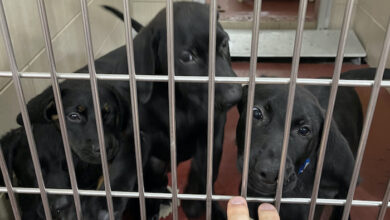 PAWS of Rutherford County Pets for Adoption July 14, 2021