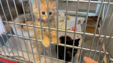 PAWS of Rutherford County Pets for Adoption July 28, 2021