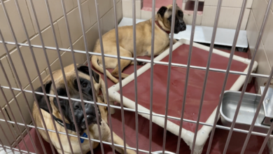 PAWS of Rutherford County Pets for Adoption June 30, 2021
