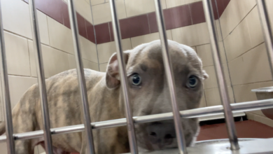 PAWS of Rutherford County Pets for Adoption August 19, 2021