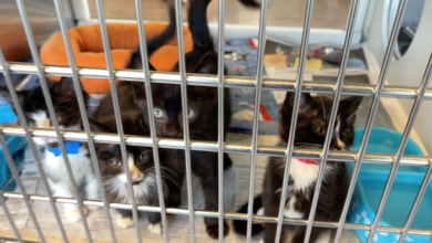 PAWS of Rutherford County Pets for Adoption August 26, 2021