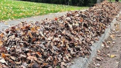 Leaf Litter Collection