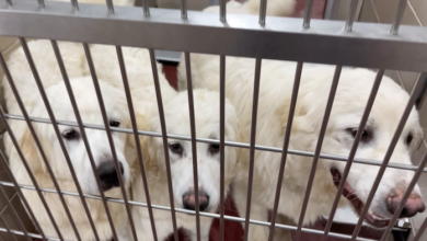 PAWS of Rutherford County Pets for Adoption December 2, 2021