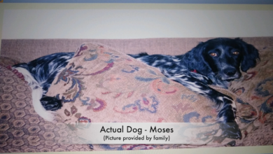 Local Man Answers 15 Year Missing Dog Mystery