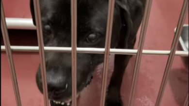 PAWS of Rutherford County Pets for Adoption February 24, 2022