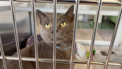 PAWS Pets for Adoption March 9, 2022