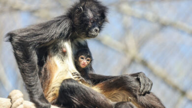 First Mexican Spider Monkey Birth at Nashville Zoo