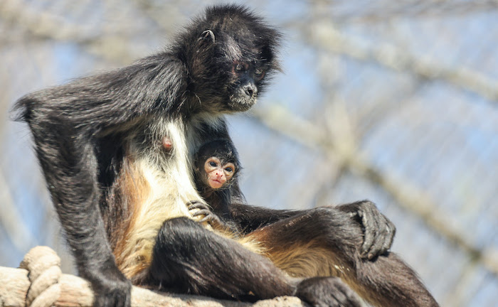 First Mexican Spider Monkey Birth at Nashville Zoo