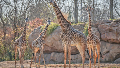 Nashville Zoo Giraffes