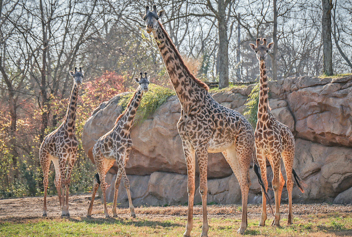 Nashville Zoo Giraffes