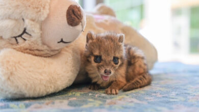 Nashville Zoo Spotted Fanaloka