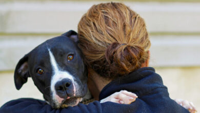 Pet Shelter for Abuse Victims