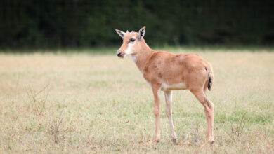 Bontebok Calf Nashville Zoo