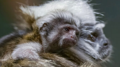 Cotton-Top Tamarin Born at Nashville Zoo