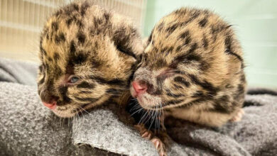 Clouded Leopard Cubs Nashville Zoo