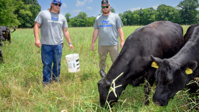 MTSU football players at MTSU farm