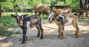 Nigerian Dwarf Goats Born at Nashville Zoo