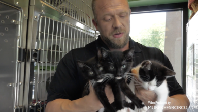 PAWS Pets for Adoption July 21, 2022