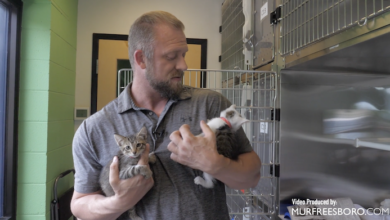 PAWS Pets for Adoption July 29, 2022