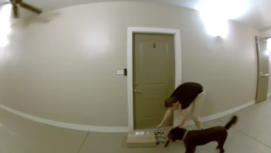 BOLO Porch Pirate