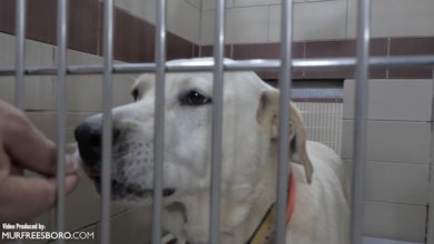 PAWS Pets for Adoption August 11, 2022