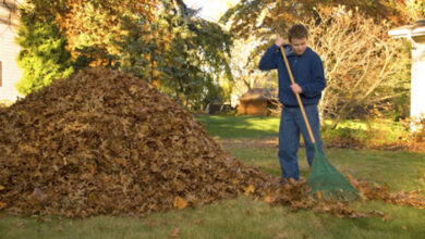 Leaf Pile