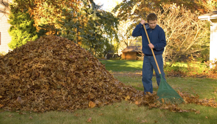 Leaf Pile