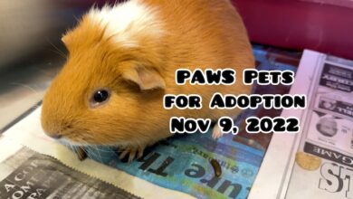 PAWS Pets for Adoption Nov 9, 2022