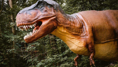 Dinosaurs at Nashville Zoo
