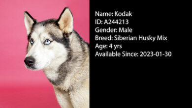 PAWS Pets for Adoption Feb 10, 2023