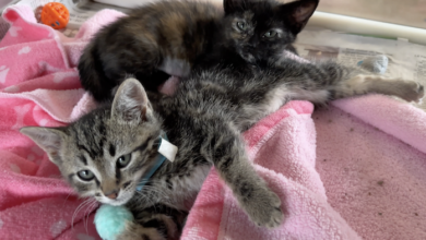 PAWS Pets for Adoption Feb 24, 2023