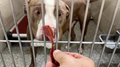 PAWS Pets for Adoption June 22, 2023