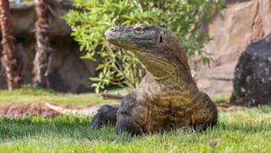 Komodo Dragons at the Nashville Zoo