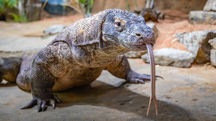 Nashville Zoo Komodo Dragon