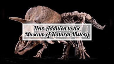 Triceratops