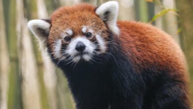 Nashville Zoo Red Panda