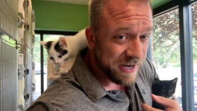 PAWS Pets for Adoption Sept. 27th, 2023
