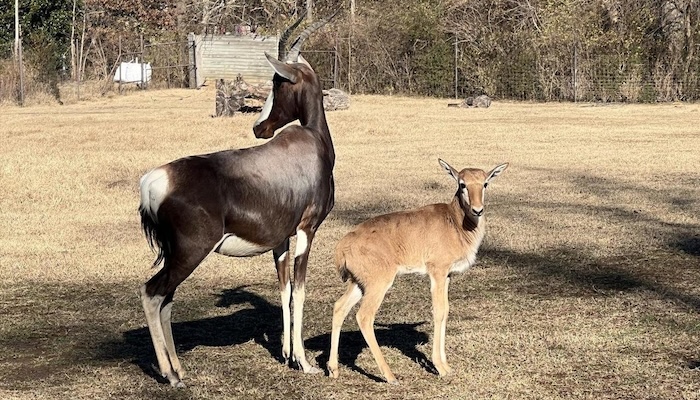 Nashville Zoo Celebrates Birth of Bontebok Calf