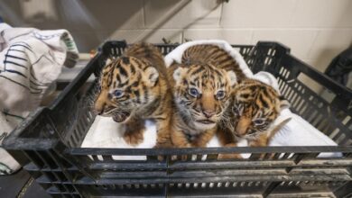 Nashville Tiger Cubs