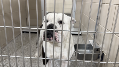 PAWS Pets for Adoption Jan 4th, 2024