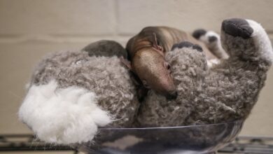 Nashville Zoo Celebrates New Baby Southern Tamandua