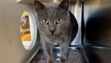 PAWS Pets for Adoption Feb 14th, 2024