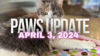 PAWS Update April 3, 2024